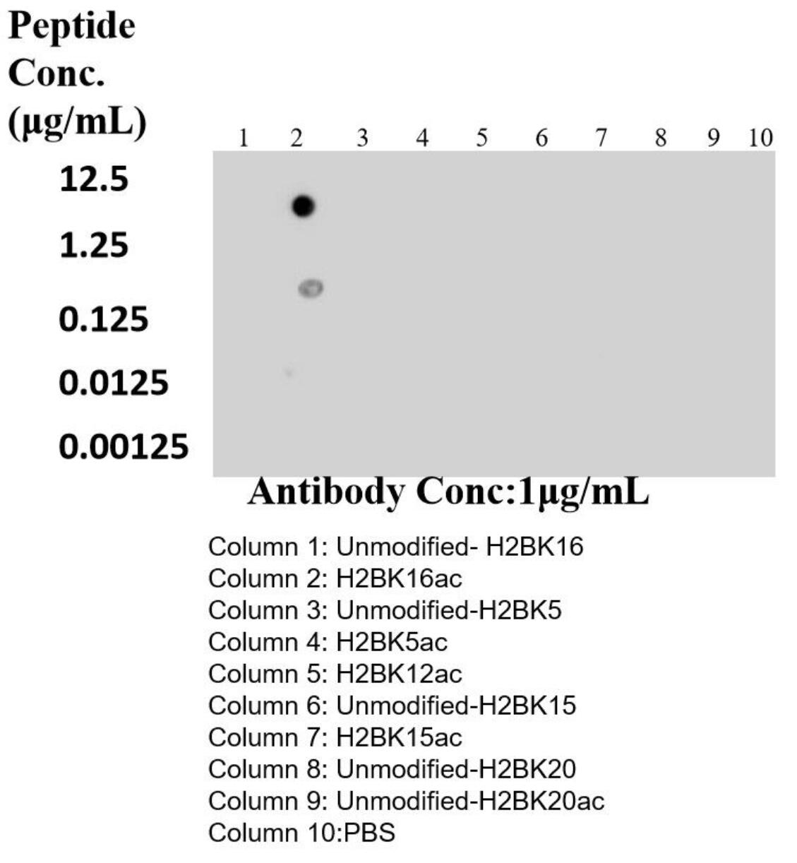 Dot Blot experiment of peptide using 84446-2-RR